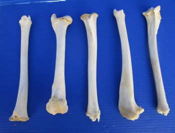 5 Authentic Deer Bones 10 to 11 inches for $6.00 each <font color=red> Sale $5.00 each</font>