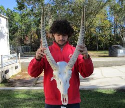 African Waterbuck Skull with 23 inches Horns <font color=red> Nice Quality </font> for $199.99 (Requires Large Box)