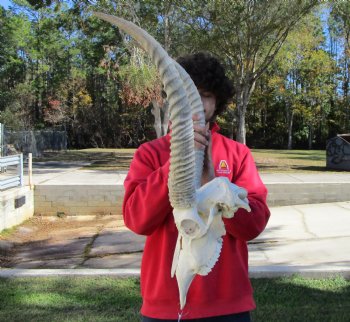 African Waterbuck Skull with 23 inches Horns <font color=red> Nice Quality </font> for $199.99 (Requires Large Box)