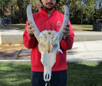 African Waterbuck Skull with 23 inches Horns <font color=red> Nice Quality </font> for $199.99 (Requires Large Box)