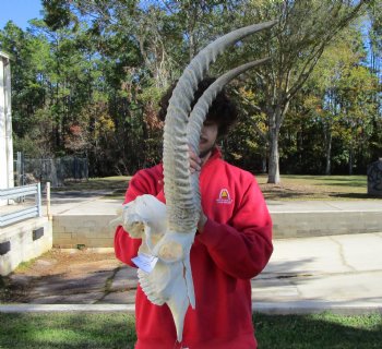 African Waterbuck Skull with 23 inches Horns <font color=red> Nice Quality </font> for $199.99 (Requires Large Box)