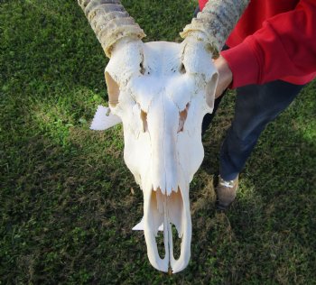 African Waterbuck Skull with 23 inches Horns <font color=red> Nice Quality </font> for $199.99 (Requires Large Box)