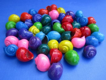 1-1/4" to 2" Assorted Colored Dyed Pita Globosa Shells<font color=red> Wholesale</font> - 500 @ .20 each