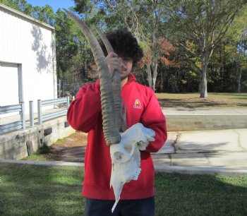 African Waterbuck Skull with 24 inches Horns for $194.99 (Requires Large Box)