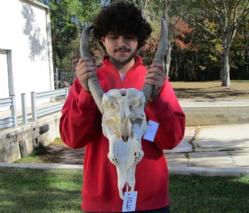 African Waterbuck Skull with 24 inches Horns for $194.99 (Requires Large Box)