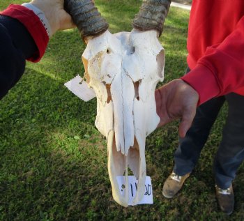 African Waterbuck Skull with 24 inches Horns for $194.99 (Requires Large Box)