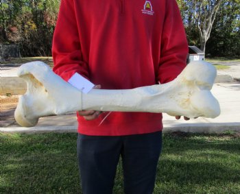 23 by 8-1/2 inches Real African Giraffe Femur Leg Bone for Sale for $69.99