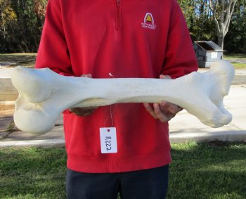 23 by 8-1/2 inches Real African Giraffe Femur Leg Bone for Sale for $69.99