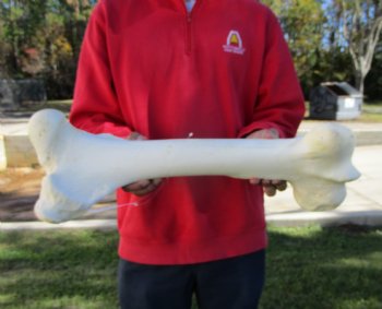 23 by 8-1/2 inches Real African Giraffe Femur Leg Bone for Sale for $69.99