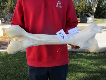 22 by 8 inches Real African Giraffe Femur Leg Bone for Sale for $69.99