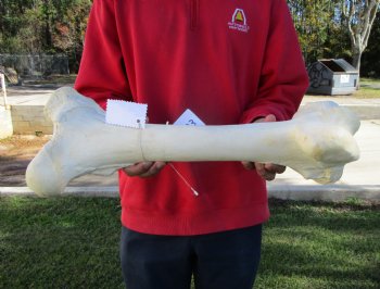 22 by 8 inches Real African Giraffe Femur Leg Bone for Sale for $69.99