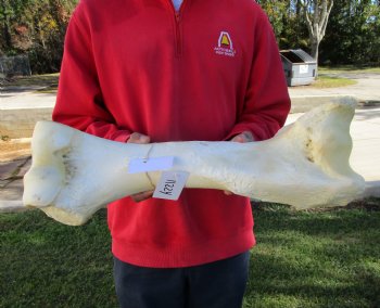 20-3/4 by 8-1/4 inches African Giraffe Humerus Leg Bone for $69.99