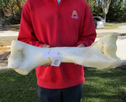 20-3/4 by 8-1/4 inches African Giraffe Humerus Leg Bone for $69.99