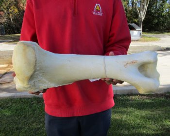 20-3/4 by 8-1/4 inches African Giraffe Humerus Leg Bone for $69.99