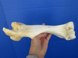 12 inches long Real Water Buffalo Humerus Leg Bone for Sale for $22.99