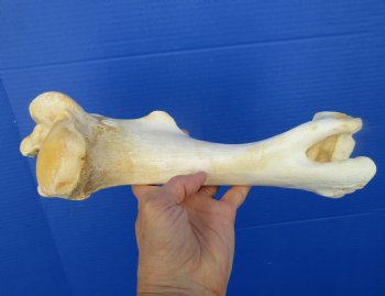 12 inches long Real Water Buffalo Humerus Leg Bone for Sale for $22.99