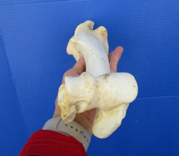 12 inches long Real Water Buffalo Humerus Leg Bone for Sale for $22.99