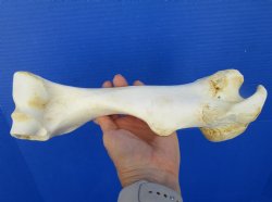 11-1/4 inches long Real Water Buffalo Humerus Leg Bone for Sale for $22.99