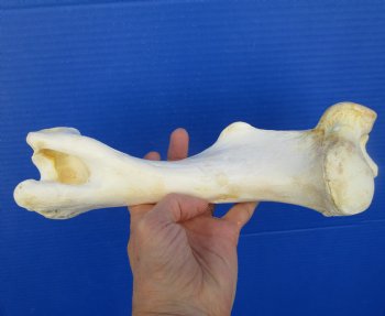 11-1/4 inches long Real Water Buffalo Humerus Leg Bone for Sale for $22.99