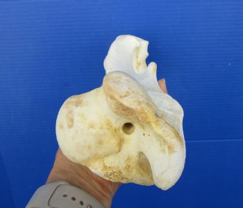 11-1/4 inches long Real Water Buffalo Humerus Leg Bone for Sale for $22.99