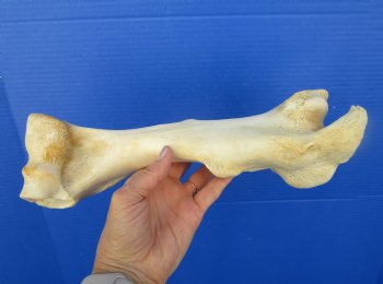 12-1/4 inches long Real Water Buffalo Humerus Leg Bone for Sale for $22.99