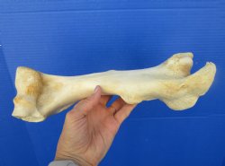 12-1/4 inches long Real Water Buffalo Humerus Leg Bone for Sale for $22.99