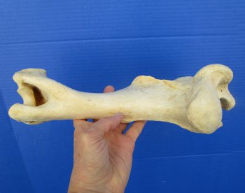 12-1/4 inches long Real Water Buffalo Humerus Leg Bone for Sale for $22.99