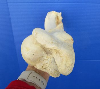 12-1/4 inches long Real Water Buffalo Humerus Leg Bone for Sale for $22.99