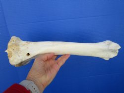 14-7/8 inches Water Buffalo Tibia Bone from Mid Section Back Leg  - Buy this one for 22.99