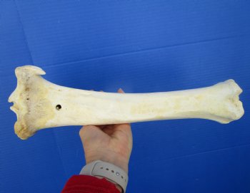 14-7/8 inches Water Buffalo Tibia Bone from Mid Section Back Leg  - Buy this one for 22.99