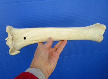 14 inches Water Buffalo Tibia Bone from Mid Section Back Leg  - Buy this one for 22.99