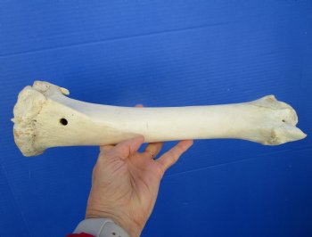 14 inches Water Buffalo Tibia Bone from Mid Section Back Leg  - Buy this one for 22.99