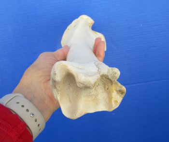 14 inches Water Buffalo Tibia Bone from Mid Section Back Leg  - Buy this one for 22.99