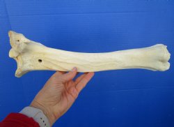 15 inches Water Buffalo Tibia Bone from Mid Section Back Leg  - Buy this one for 22.99