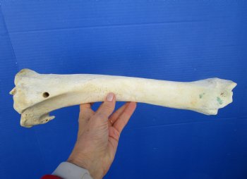 15 inches Water Buffalo Tibia Bone from Mid Section Back Leg  - Buy this one for 22.99