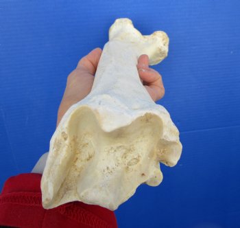 15 inches Water Buffalo Tibia Bone from Mid Section Back Leg  - Buy this one for 22.99