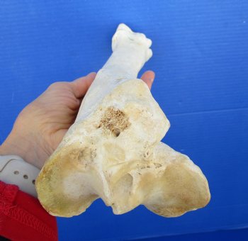 15 inches Water Buffalo Tibia Bone from Mid Section Back Leg  - Buy this one for 22.99