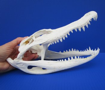 10-3/4 inches Authentic Florida Alligator Skull (Small Hole Above Eye Socket) - Buy this one for $79.99