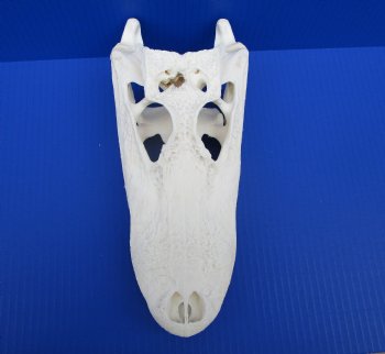 10-3/4 inches Authentic Florida Alligator Skull (Small Hole Above Eye Socket) - Buy this one for $79.99