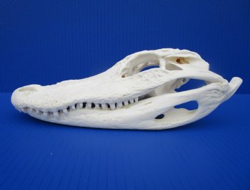 10-3/4 inches Authentic Florida Alligator Skull (Small Hole Above Eye Socket) - Buy this one for $79.99