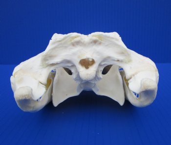 10-3/4 inches Authentic Florida Alligator Skull (Small Hole Above Eye Socket) - Buy this one for $79.99