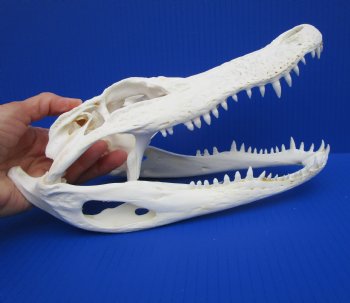 10-3/4 inches Authentic Florida Alligator Skull (Small Hole Above Eye Socket) - Buy this one for $79.99