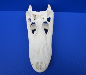 10-3/4 inches Authentic Florida Alligator Skull (Small Hole Above Eye Socket) - Buy this one for $79.99