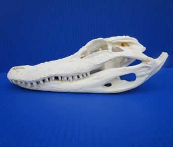 10-3/4 inches Authentic Florida Alligator Skull (Small Hole Above Eye Socket) - Buy this one for $79.99