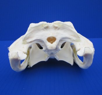 10-3/4 inches Authentic Florida Alligator Skull (Small Hole Above Eye Socket) - Buy this one for $79.99