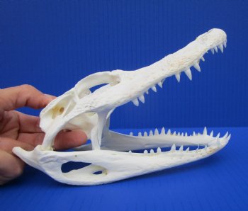 7-7/8 inches Authentic Florida Alligator Skull for $74.99