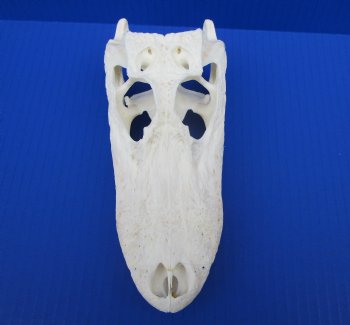 7-7/8 inches Authentic Florida Alligator Skull for $74.99