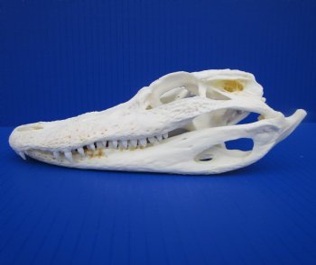 7-7/8 inches Authentic Florida Alligator Skull for $74.99