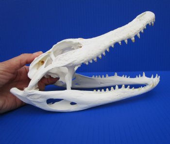 9-7/8 inches Authentic Florida Alligator Skull for $79.99