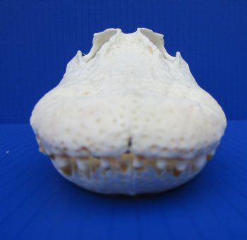 9-7/8 inches Authentic Florida Alligator Skull for $79.99